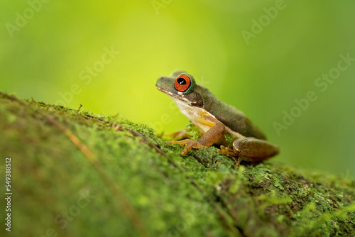 Rufous-eyed brook frog or rufous-eyed stream frog (Duellmanohyla rufioculis), is a species of frog in the family Hylidae. photo