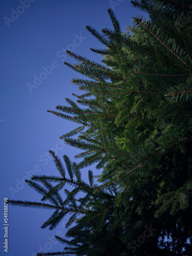 Christmas tree branches against the sky. Winter background.