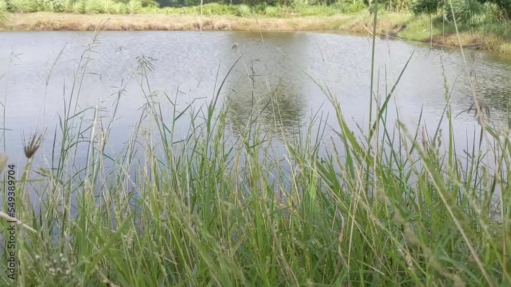 Video of traditional fish pool on the Surabaya. The video is suitable to use for nature video footage and advertising of fishing field. Video of traditional fish pool on the Surabaya. The video is suitable to use for nature video footage and advertising of fishing field.
