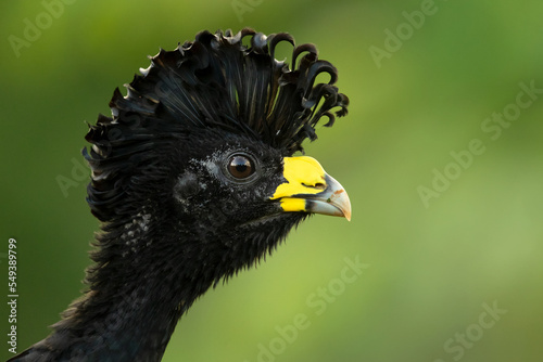 Great curassow (Crax rubra) is a large, pheasant-like bird from the Neotropical rainforests, its range extending from eastern Mexico, through Central America to western Colombia and northwestern Ecuad photo