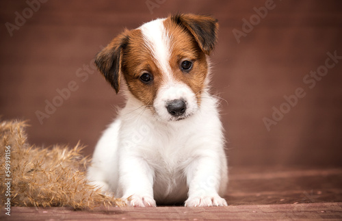 cute puppy looks in the studio on a brown background