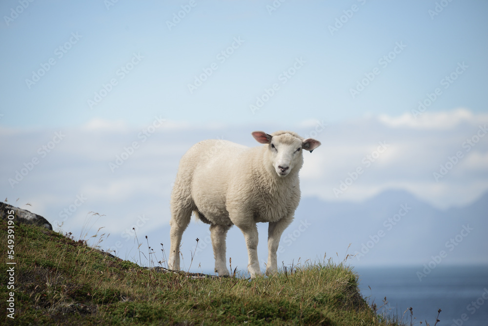 portrait of white sheep on a hill with clouds portrait of white sheep on a hill with clouds