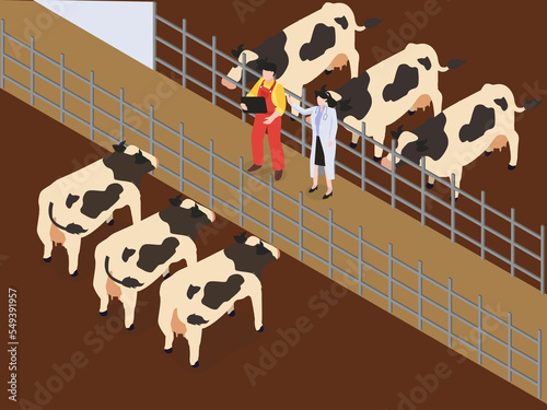 Veterinarian and farmer working at farm cattle