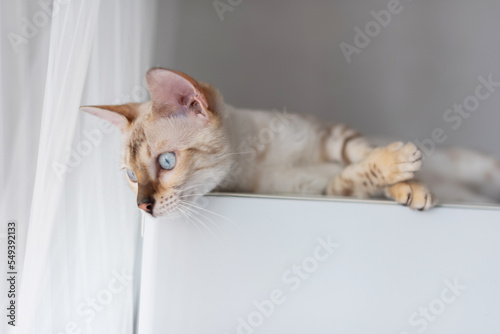 Young domestic cat of light color lies on the surface, looking to the side. bengal breed snow lars