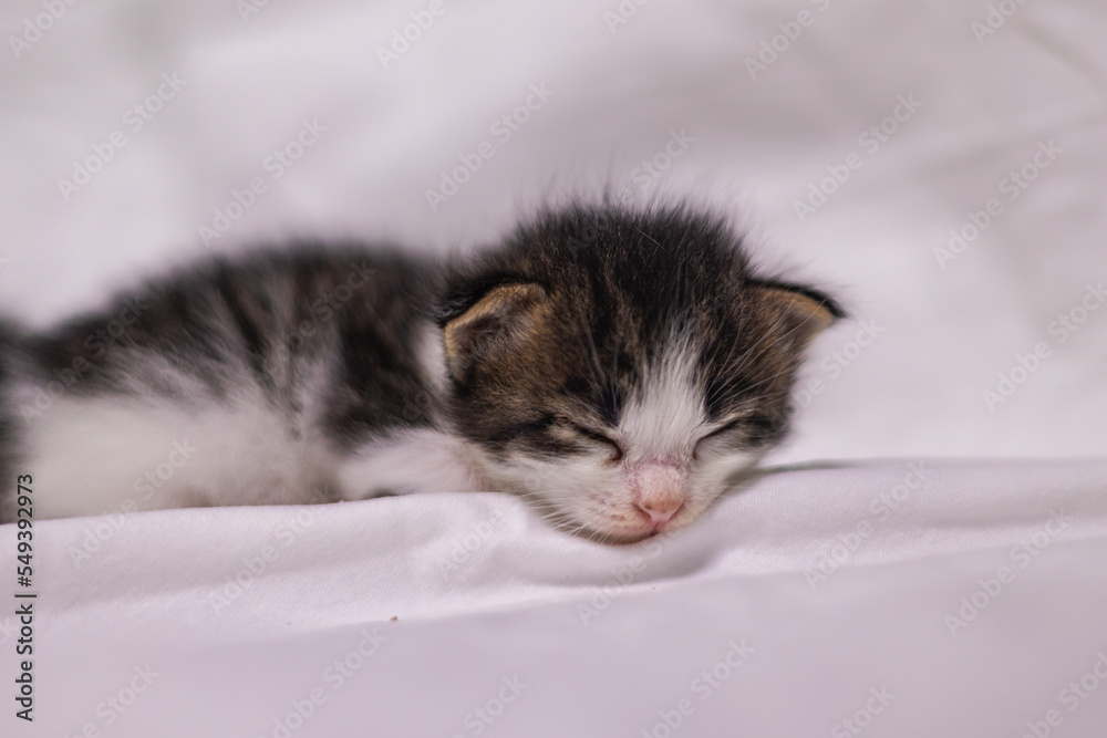 Very young little kitten on white fabric sleeping peaceful. Cute little baby kitten after her first exploration. Sweet lovely new born kitten with cute adorable eyes. Clumsy first steps