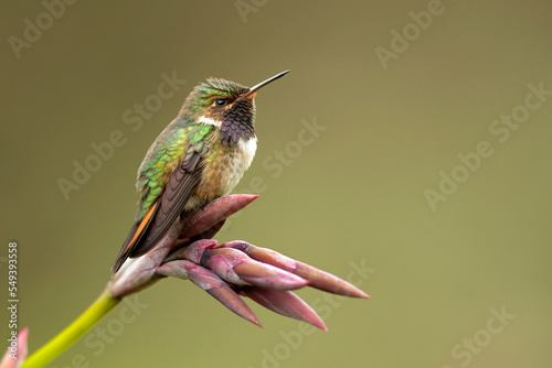 Volcano hummingbird (Selasphorus flammula) is a species of hummingbird in tribe Mellisugini of subfamily Trochilinae, the 
