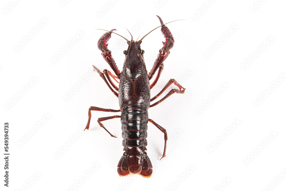 Live crayfish isolated on white background Live crayfish isolated on white background
