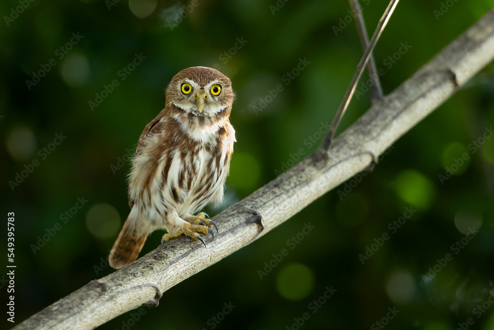 Ferruginous pygmy owl (Glaucidium brasilianum) is a small owl that breeds in south-central Arizona and southern Texas in the United States Ferruginous pygmy owl (Glaucidium brasilianum) is a small owl that breeds in south-central Arizona and southern Texas in the United States