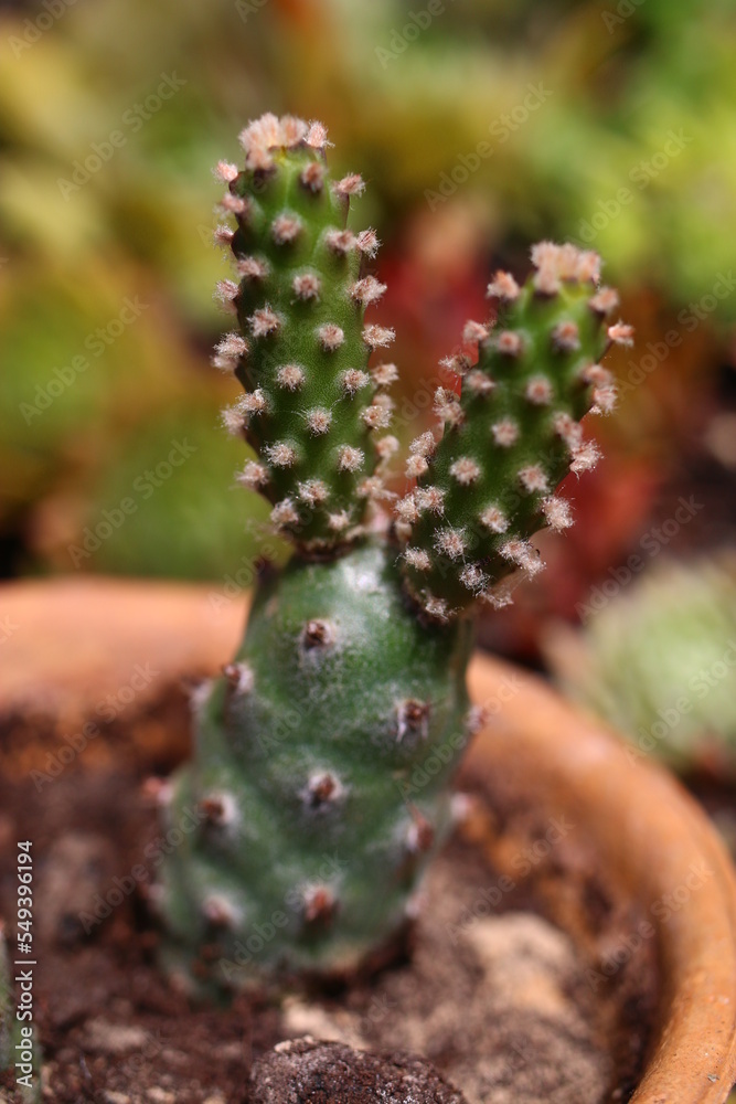 kaktus Tephrocactus strobiliformis kaktus Tephrocactus strobiliformis