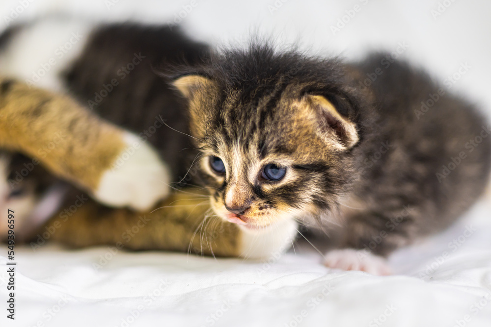 Very young little kitten on white fabric sleeping peaceful. Cute little baby kitten after her first exploration. Sweet lovely new born kitten with cute adorable eyes. Clumsy first steps