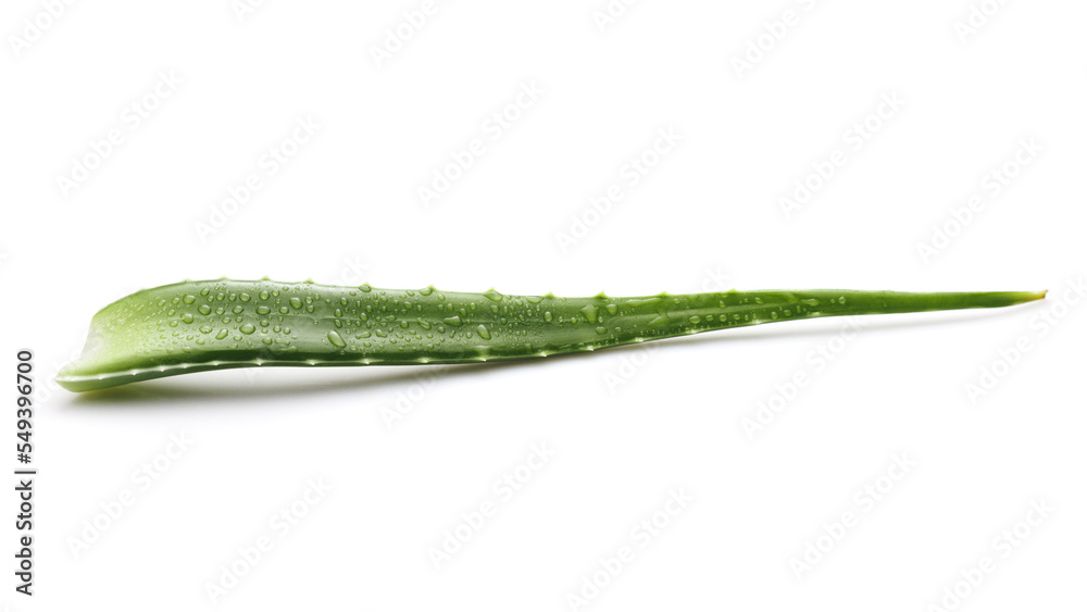Aloe vera leaf with water drops on white background with shadow. Angle view. Selective focus.