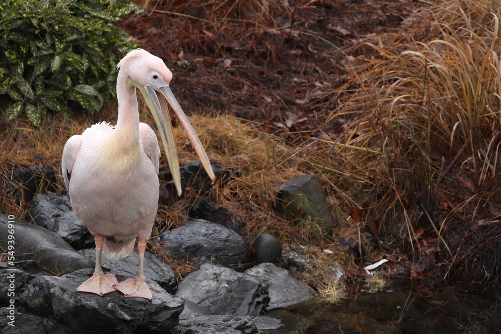 Obraz premium pelican on a rock
