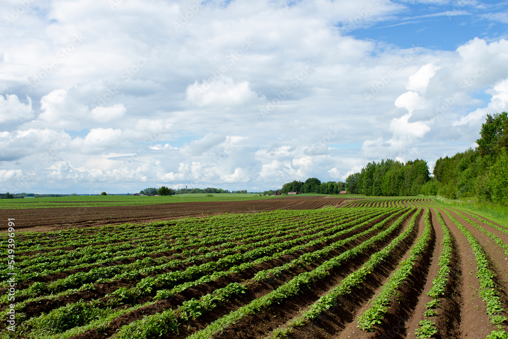 cereals farming in Linköping Sweden