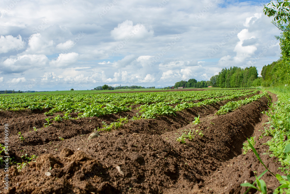 cereals farming in Linköping Sweden cereals farming in Linköping Sweden