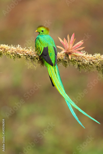Resplendent quetzal (Pharomachrus mocinno) is a small bird found in southern Mexico and Central America, with two recognized subspecies photo