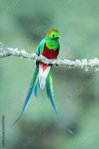 Resplendent quetzal (Pharomachrus mocinno) is a small bird found in southern Mexico and Central America, with two recognized subspecies photo