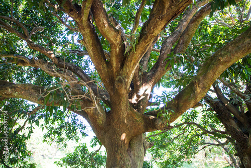 Natural Landscape view texture of Old Mango Tree Brach in the Park