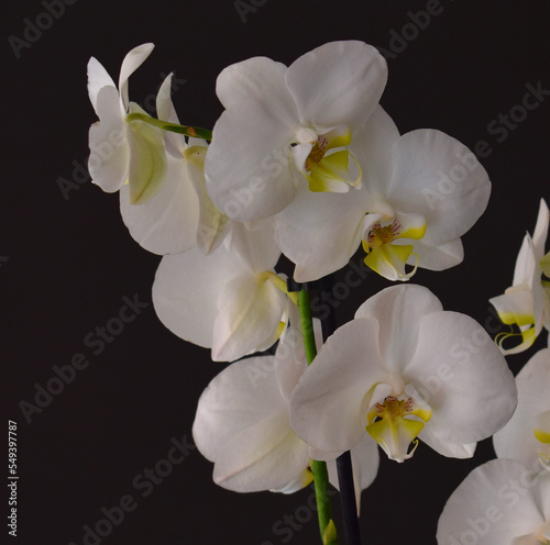 Orquidea flor bonita de la naturaleza