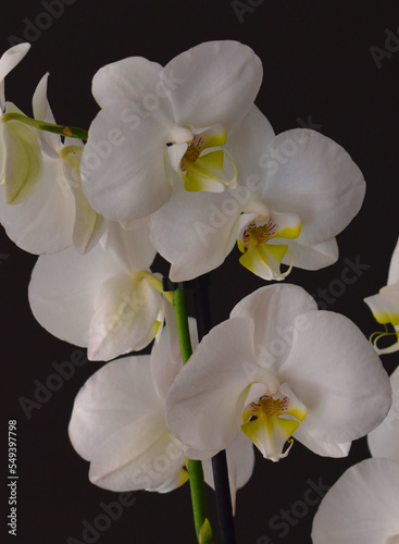 Fototapeta Naklejka Na Ścianę i Meble -  Orquidea flor bonita de la naturaleza