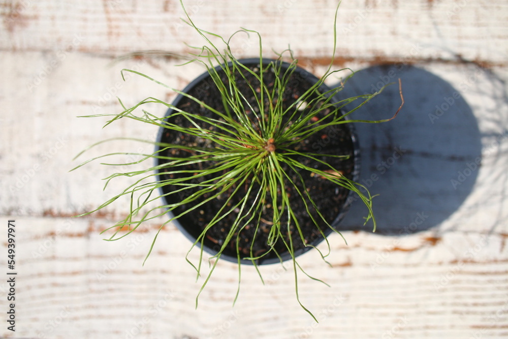 Sosna zwyczajna pospolita Pinus sylvestris Stock Photo Adobe Stock