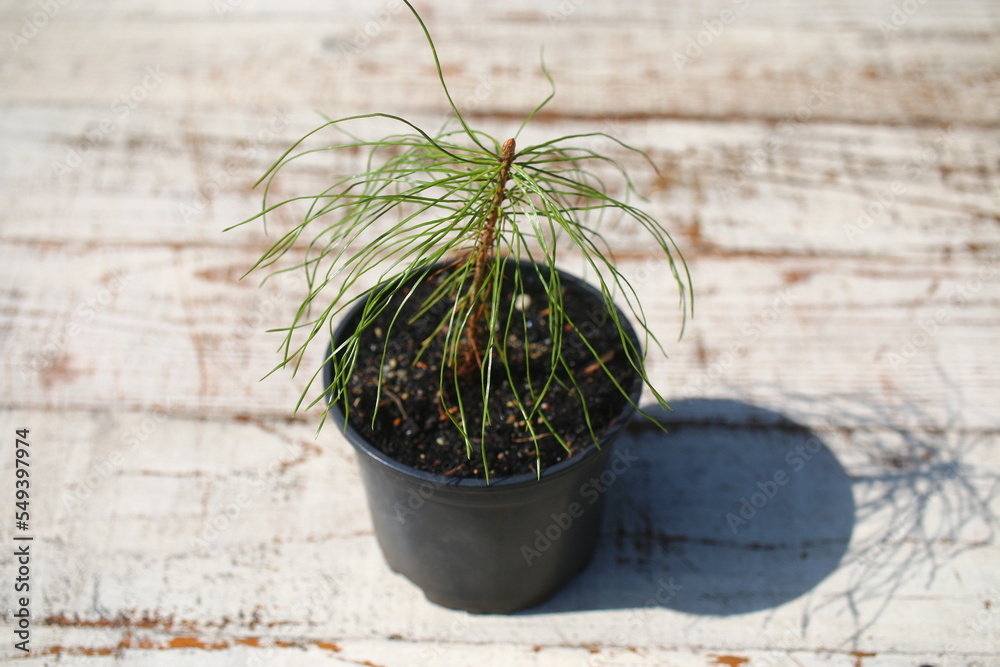 Sosna zwyczajna pospolita Pinus sylvestris Stock Photo Adobe Stock