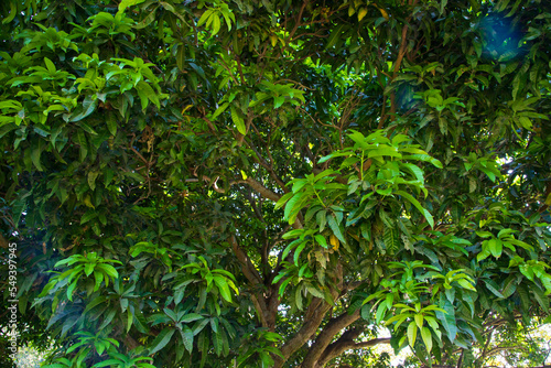 Natural Landscape view texture of Old Mango Tree Brach in the Park