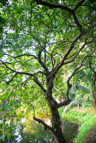 Natural Green Tree in the Park