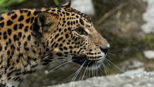 close up of a leopard