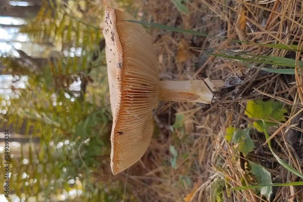 mushrooms in the forest