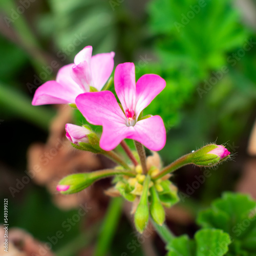 pink and white flower