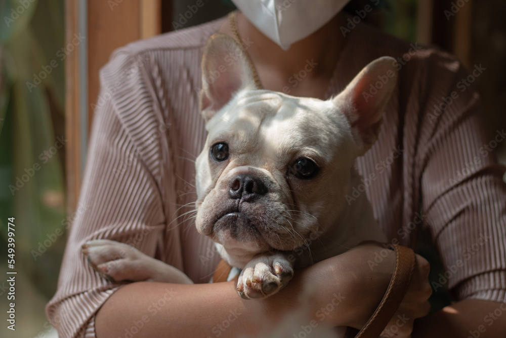 Young French Bulldog looking out though glass. The dog hug by its owner
