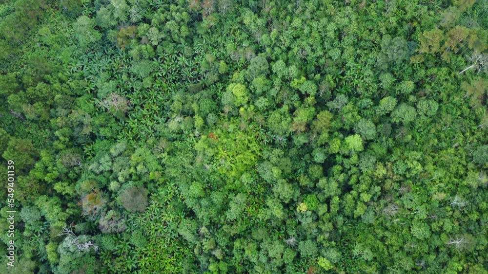 Aerial view of tropical forests and sunlight in the morning. Natural landscape background. Aerial view of tropical forests and sunlight in the morning. Natural landscape background.