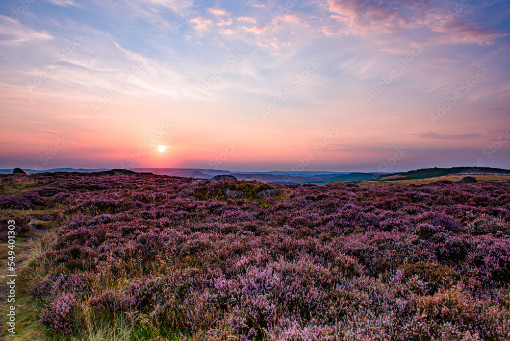 lavender field at sunset, Higger Tor