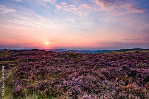 lavender field at sunset, Higger Tor