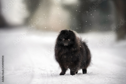 black pomeranian spitz dog walking outdoors in the snow
