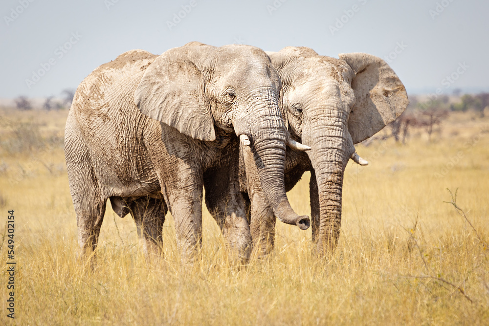 Obraz premium Elephants in Etosha National Park, Namibia.