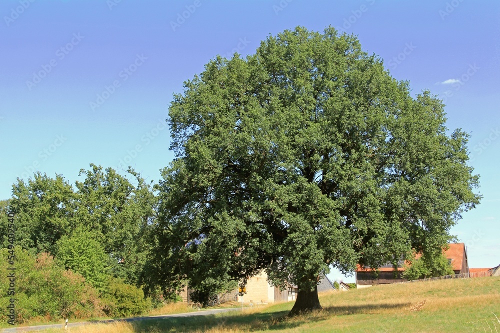Fototapeta premium Alte Eiche