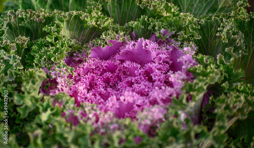 Fototapeta Naklejka Na Ścianę i Meble -  Decorative cabbage in garden. Selective focus.