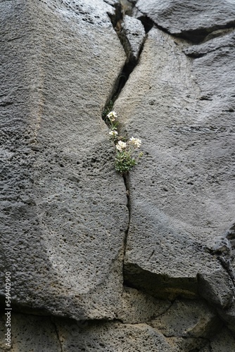Принти на полотні Vertical shot of a flower growing out of a gray rock