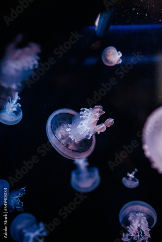 Jellysifh group in aquarium- catostylus mosaicus