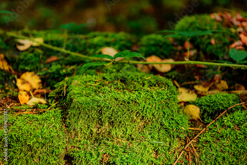 moss, Linacre Reservoirs photo