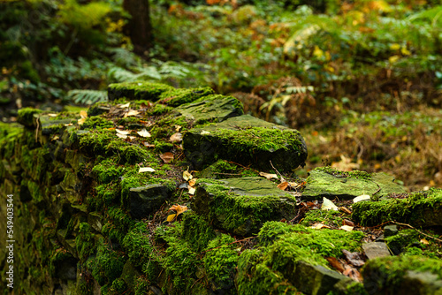 moss on the stone, Linacre Reservoirs