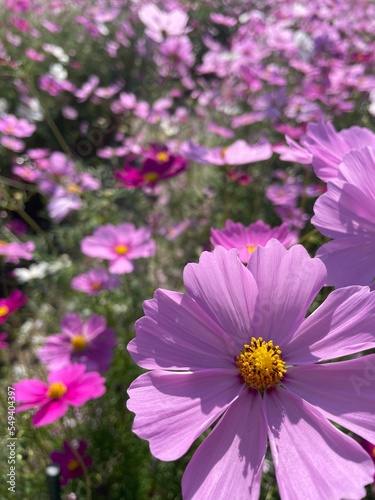 pink cosmos flower