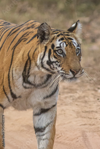 Royal Bengal Tigeress aka Dotty from tiger temple of India - Banghavgarh National Park