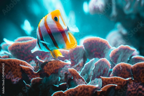 Closeup of a copperband butterflyfish in an aquarium with a blurry background photo