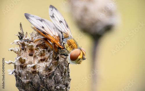 Fliege - Breitflügelige Raupenfliege - Ectophasia crassipennis - insect photo