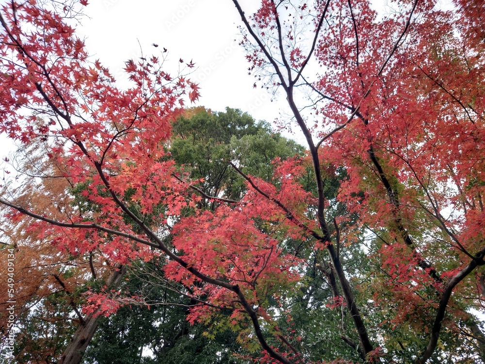 autumn leaves against sky in Japan autumn leaves against sky in Japan