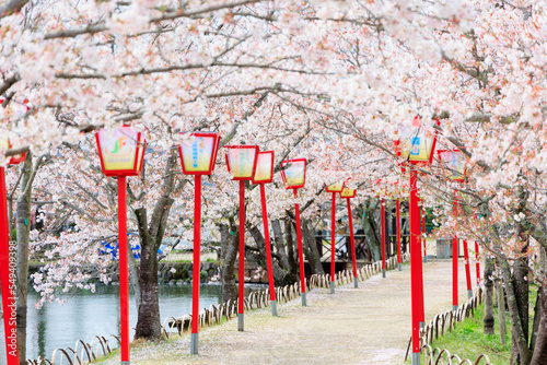 Foto 小城公園「満開の桜」