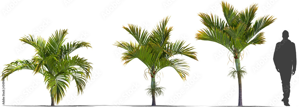 palmtree umbrella palm mountain palm plant high quality cutout plant, for arch viz	