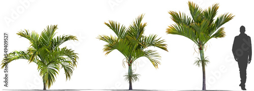 palmtree umbrella palm mountain palm plant high quality cutout plant  for arch viz 
